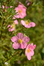 Puutarha Tahvoset Pensashanhikki 'Lovely Pink' Astiataimi 3L Ruukussa (6417189216155)