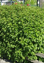 Puutarha Tahvoset Taikinamarja Astiataimi 3L Ruukussa (6417189217015)