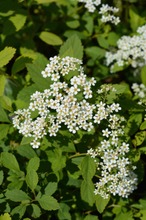 Puutarha Tahvoset Lamopensasangervo  2L Ruukussa (6417189222071)