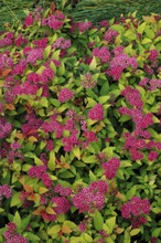 Puutarha Tahvoset Keltajapaninangervo 'Magic Carpet' Astiataimi 2L Ruukussa (6417189222392)
