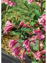 Komeakotakuusama Monet At 3L (6417189232087)