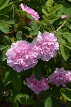 Puutarha Tahvoset Tornionlaaksoruusu 'Tornedal' Ep/At 3L, Ul (6417189250067)