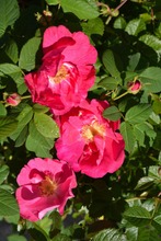 Puutarha Tahvoset Valamonruusu 'Splendens' Astiataimi 3L Ruukussa (6417189252009)