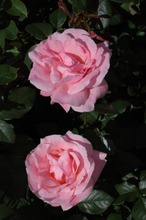 Puutarha Tahvoset Tertturuusu 'Queen Elisabeth' Astiataimi 3,5L Ruukussa (6417189261407)