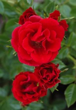 Puutarha Tahvoset Ruusu 'Charming Cover',  Ep/At 3L, Ul (6417189261568)