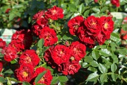 Puutarha Tahvoset Maanpeiteruusu 'Fairy Dance'  Ep/At 3 L, Ul (6417189261896)