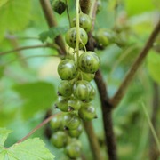 Puutarha Tahvoset Viherherukka 'Venny' Astiataimi 3L Ruukussa (6417189273202)