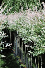 Puutarha Tahvoset Hakuropaju 100Cm Astiataimi (6417189415800)