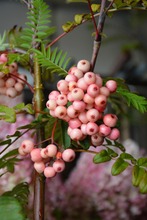Puutarha Tahvoset Arnoldinpihlaja 'Kirsten Pink', 150-250, Astiataimi (6417189417163)