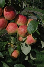 Puutarha Tahvoset Omenapuu 'Harlamovski' Astiataimi 7,5L Ruukussa (6417189523017)