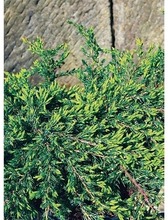 P-Plant Kääpiökataja 'Repanda' 20-30Cm Astiataimi 15Cm Ruukussa (6417189602088)