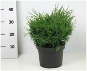 P-Plant Rohtokataja 30-40Cm Astiataimi 23Cm Ruukussa (6417189602224)