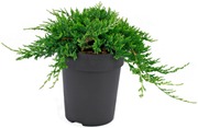 P-Plant Sinilaakakataja 'Wiltonii' 20-30Cm Astiataimi 15Cm Ruukussa (6417189602569)