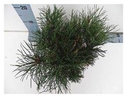 P-Plant Vuorimänty 20-25Cm Astiataimi 15Cm Ruukussa (6417189606079)