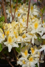 Puutarha Tahvoset Revontuliatsalea 'Northern Hi-Lights I-V' (6417189820017)