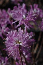 Puutarha Tahvoset Kanadanatsalea 'Violetta' Astiataimi 3L Ruukuss (6417189820116)