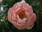 Satakunnan Taimitukku Kiinanpioni 'Coral Sunset' Paeonia Lactiflora (6417481250055)