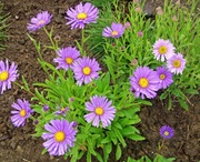 Satakunnan Taimitukku Alppiasteri Aster Alpinus (6417481270039)