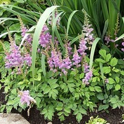 Satakunnan Taimitukku Kääpiöjaloangervo 'Pumila' Astilbe Chinesis (6417481270107)