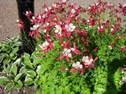 Satakunnan Taimitukku Jaloakileija Väriseos Aquilegia X Cultorum (6417481270145)