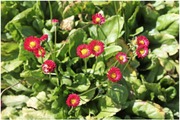 Satakunnan Taimitukku Kaunokainen Bellis Perennis (6417481270206)