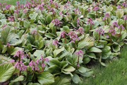Satakunnan Taimitukku Herttavuorenkilpi Bergenia Cordifolia (6417481270213)