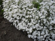 Satakunnan Taimitukku Hopeahärkki Cerastium Tomentosum (6417481270350)