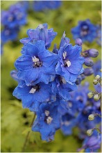 Satakunnan Taimitukku Jaloritarinkannus 'Blue Bird' Delphinium Elatum-Ryhmä (6417481270411)