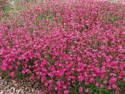 Satakunnan Taimitukku Ketoneilikka Dianthus Deltoides (6417481270473)