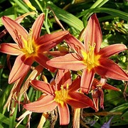 Satakunnan Taimitukku Tarhapäivänlilja 'Sammy Russell' Hemerocallis (6417481270619)