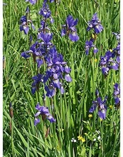 Satakunnan Taimitukku Siperiankurjenmiekka Iris Sibirica (6417481270718)