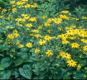 Satakunnan Taimitukku Sädepäivänhattu 'Goldsturm' Rudbeckia Fuldiga Var. Sullivantii (6417481273030)