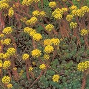 Satakunnan Taimitukku Kalliomaksaruoho Sedum Rupestre (6417481274099)
