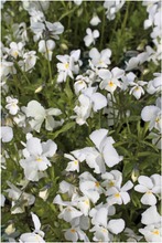Satakunnan Taimitukku Sarviorvokki 'White Perfection' Viola Cornuta (6417481276031)