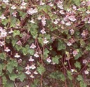 Satakunnan Taimitukku Rauniokilkka Cymbalaria Muralis (6417481276086)