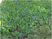 Satakunnan Taimitukku Kevätkaihonkukka Omphalodes Verna (6417481276130)