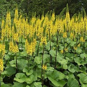 Satakunnan Taimitukku Lapinnauhus 'Hietala' Ligularia (6417481276314)