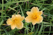 Satakunnan Taimitukku Tarhapäivänlilja 'Stella De Oro' Hemerocallis (6417481276321)