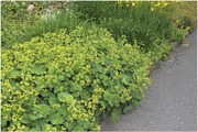 Satakunnan Taimitukku Jättipoimulehti Alchemilla Mollis (6417481276536)