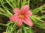 Satakunnan Taimitukku Tarhapäivänlilja 'Pink Damask' Hemerocallis (6417481276581)