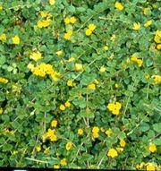 Satakunnan Taimitukku Suikeroalpi 'Aurea' Lysimachia Nummularia (6417481276925)