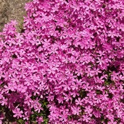 Satakunnan Taimitukku Sammalleimu 'Atropurpurea' Phlox Subulata (6417481276956)
