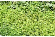Satakunnan Taimitukku Tuoksumatara Galium Odoratum (6417481277175)
