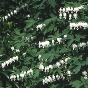 Satakunnan Taimitukku Särkynytsydän 'Alba' Lamprocapnos Spectabilis (6417481277564)