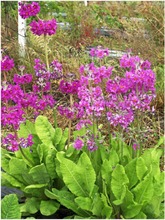 Satakunnan Taimitukku Himalajanesikko 'Gigas' Primula Rosea (6417481277755)