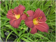 Satakunnan Taimitukku Tarhapäivänlilja 'Little Gipsy Ruby' Hemerocallis (6417481277915)