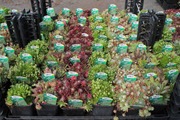 Satakunnan Taimitukku Mehitähti Mix Sempervivum (6417481278936)