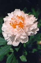 Satakunnan Taimitukku Kiinanpioni 'Primevere' Paeonia Lactiflora (6417481279971)