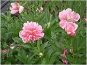 Satakunnan Taimitukku Kiinanpioni 'Pecher' Paeonia Lactiflora (6417481279988)