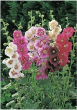 Satakunnan Taimitukku Tarhasalkoruusu 'Simplex' Alcea Rosea (6417481280441)